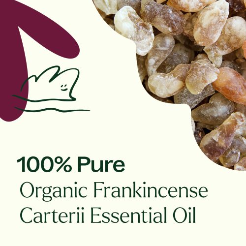 Organic Frankincense Carterii 03 min