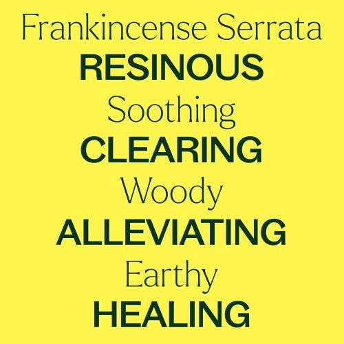 Organic Frankincense Serrata 04